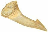 Fossil Sawfish (Onchopristis) Rostral Barb - Morocco #322823-1
